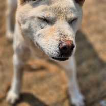 Thumbnail photo of Yangpa #4