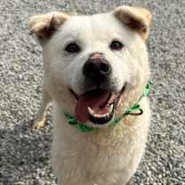 adopt-pet