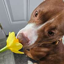 Thumbnail photo of Millie - In Foster #1