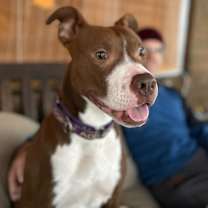 Thumbnail photo of Millie - In Foster #2