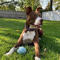 Thumbnail photo of Millie - In Foster #3