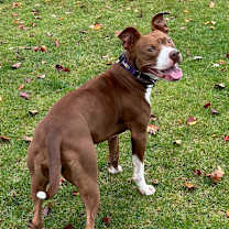 Thumbnail photo of Millie - In Foster #4