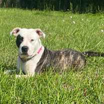 Thumbnail photo of Patty the Pit Bull #1