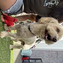 Thumbnail photo of Milo #2