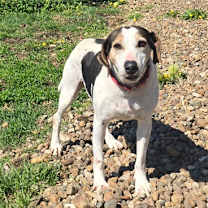 Thumbnail photo of Biscuit #1