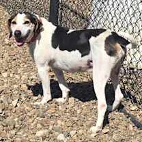 Thumbnail photo of Biscuit #2