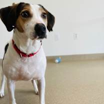 Thumbnail photo of Biscuit #3