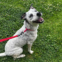 Thumbnail photo of Pebbles A2189346 #1