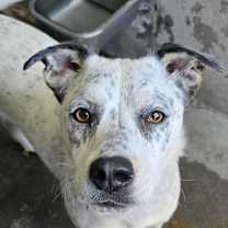 Thumbnail photo of Pebbles A2189346 #2