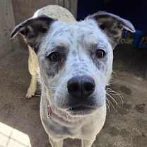 Thumbnail photo of Pebbles A2189346 #3