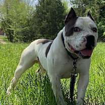 Thumbnail photo of Chewy #3