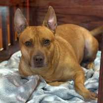 Thumbnail photo of Rosie #1