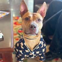 Thumbnail photo of Rosie #2