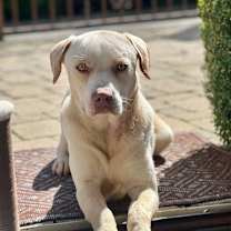 Thumbnail photo of Kirby  #2