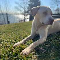 Thumbnail photo of Kirby  #3