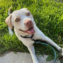 Thumbnail photo of Kirby  #4