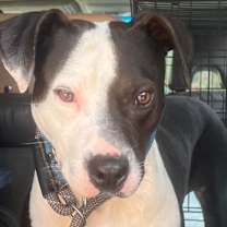 Thumbnail photo of Zeus #4