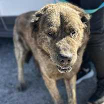 Thumbnail photo of GRIZZLY #3