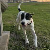 Thumbnail photo of Ziggy #1