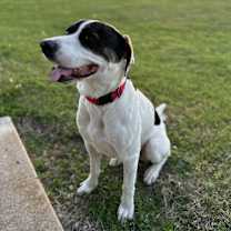 Thumbnail photo of Ziggy #2