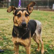 Thumbnail photo of Rin Tin Tin #2