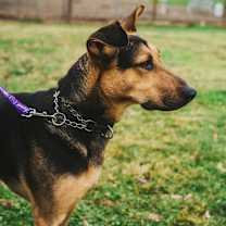 Thumbnail photo of Rin Tin Tin #4