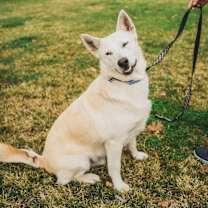 Thumbnail photo of Bandit #2