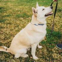 Thumbnail photo of Bandit #3