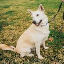 Thumbnail photo of Bandit #4