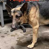 Thumbnail photo of Pongo #2