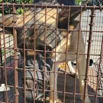 Thumbnail photo of Pongo #3