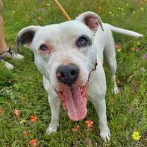 Thumbnail photo of Aspen PF* #2