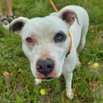 Thumbnail photo of Aspen PF* #3