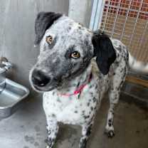 Thumbnail photo of Moo Moo A2185327 #2