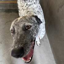 Thumbnail photo of Moo Moo A2185327 #4