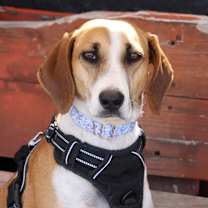 Thumbnail photo of Star #2