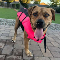 adopt-pet