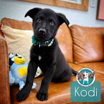 Kodi super swimming puppy girl