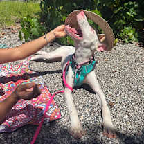 Thumbnail photo of Peppa #2