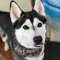 Thumbnail photo of Moon #2