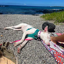 Thumbnail photo of Peppa #3