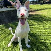 Thumbnail photo of Peppa #4