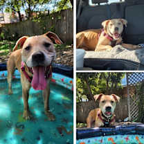 Thumbnail photo of Honey #2