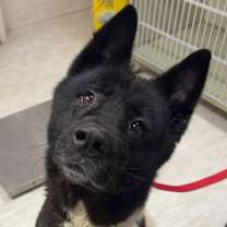 Thumbnail photo of Oreo #3