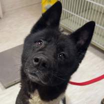Thumbnail photo of Oreo #4