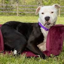 Thumbnail photo of BIMBI #3