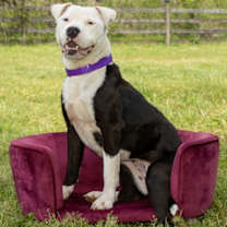 Thumbnail photo of BIMBI #1