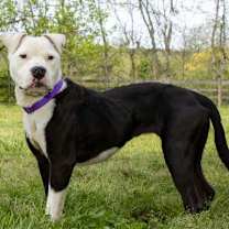 Thumbnail photo of BIMBI #2