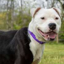 Thumbnail photo of BIMBI #4