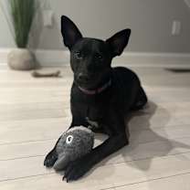 Thumbnail photo of Violet #4